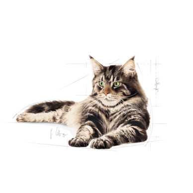 Royal Canin Maine Coon Adult – Hrană Uscată pentru Pisici Adulte din Rasa Maine Coon – 10 kg